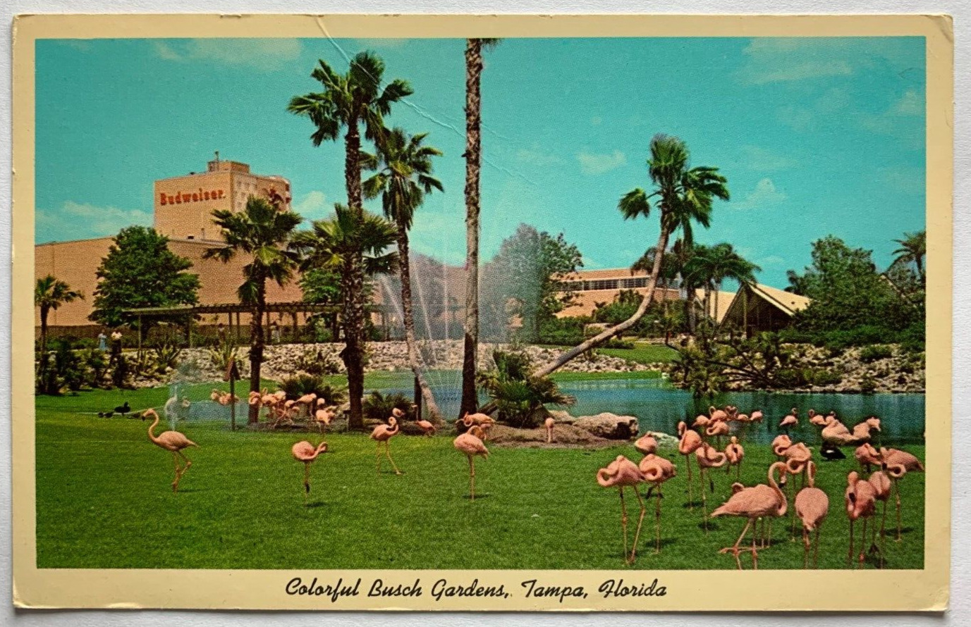 Flamingos Busch Gardens Postcard Tampa Florida Chrome Unposted Divided Back