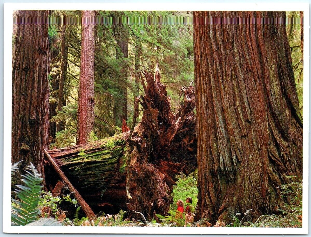 Postcard - Giant pillars of redwood, Virgin Redwood Forest - California