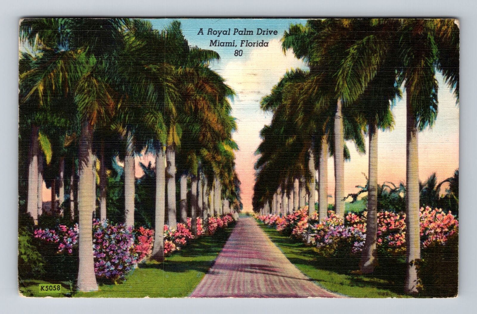 Miami FL-Florida, Royal Palm Drive, Antique, Vintage c1953 Postcard