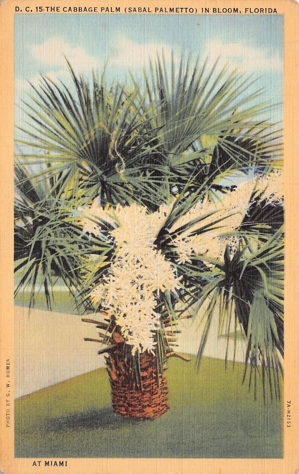 Cabbage Palm Sabal Palmetto Bloom Florida Miami FL Tropical Vtg Postcard B56