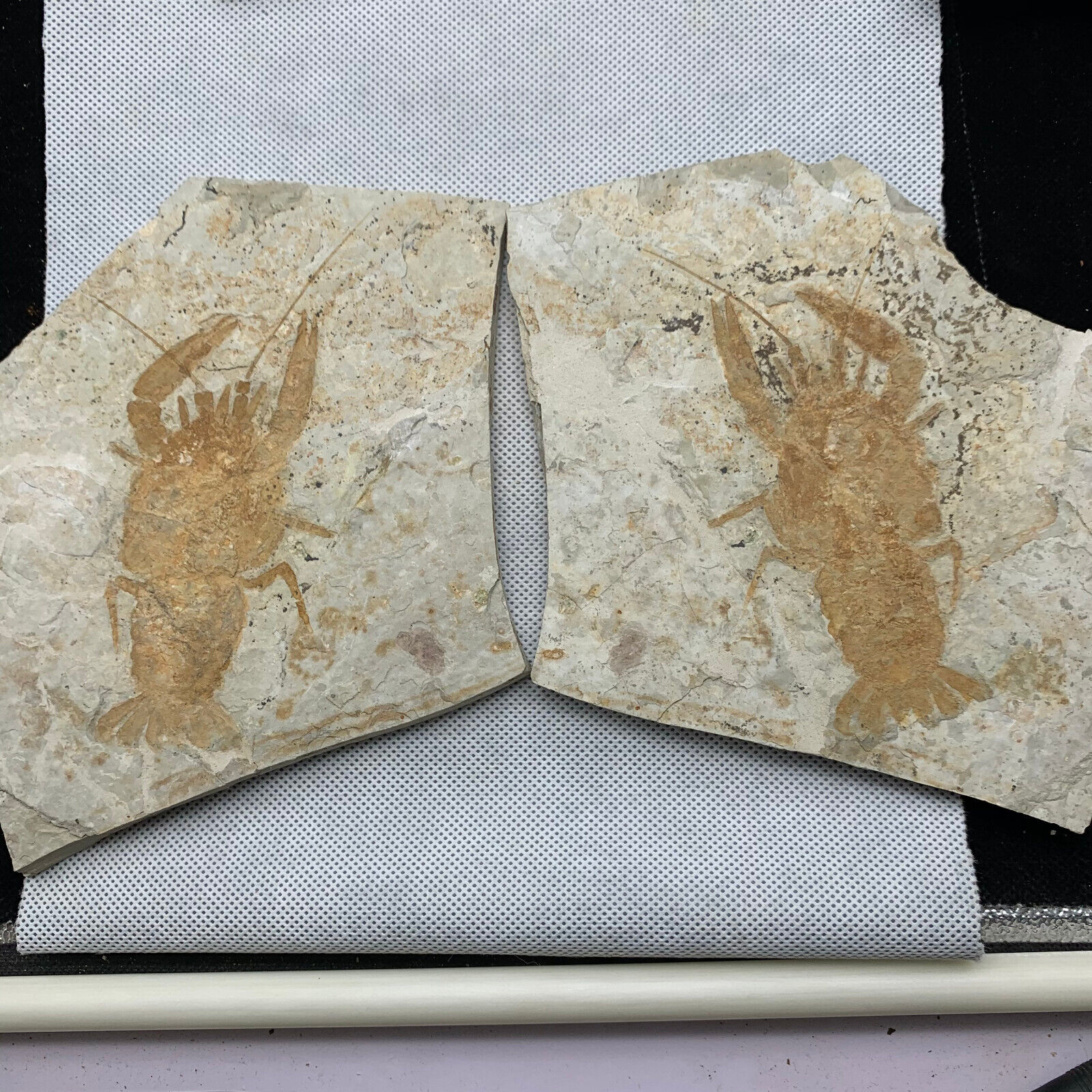A pair of exquisite Chinese lobster fossils in the Cretaceous period