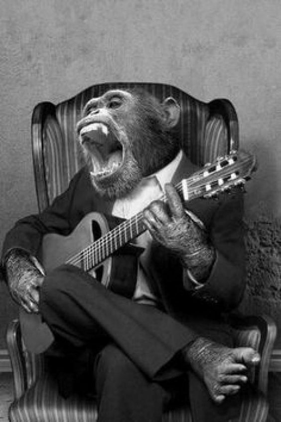 Vintage Guitar Monkey Photo 796 Oddleys Strange & Bizarre