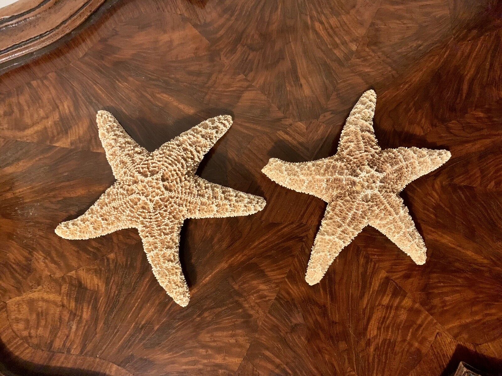 Two (2) Genuine Sugar Starfish Beach Wedding Decor Nautical Crafts Coastal Art