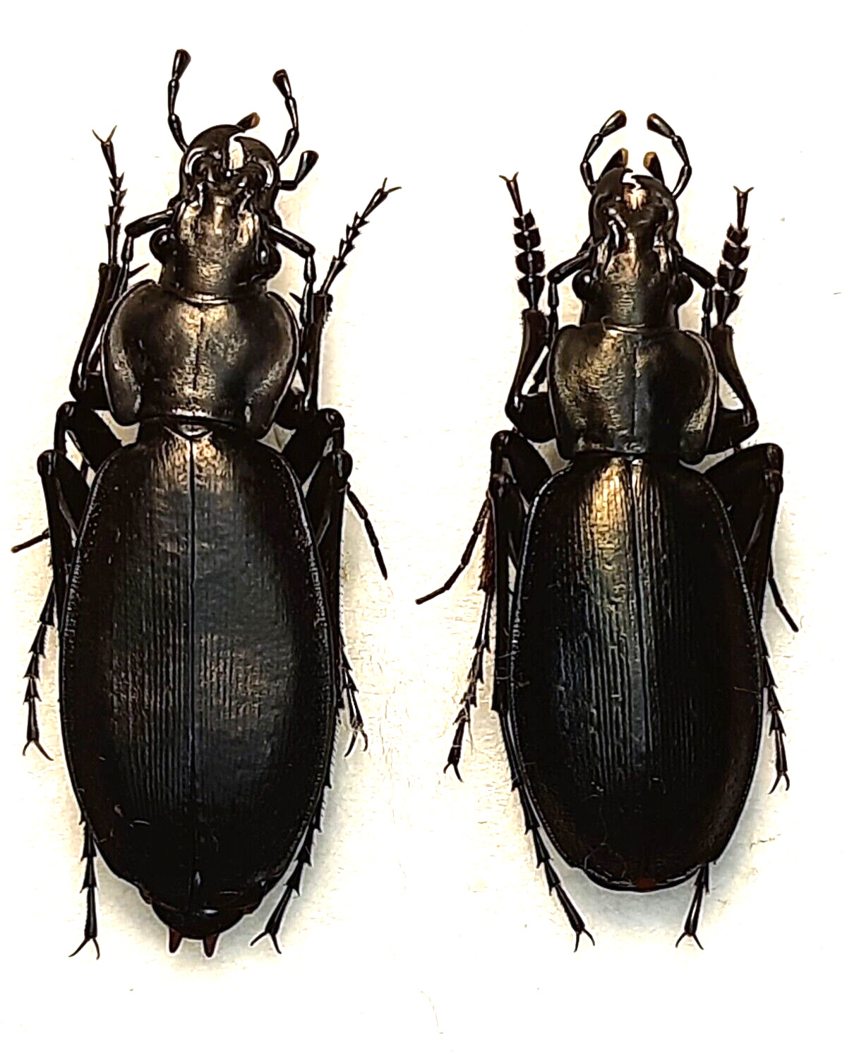 Carabidae, Carabus (Archiplectes) rebellis pair A1,  N. Georgia