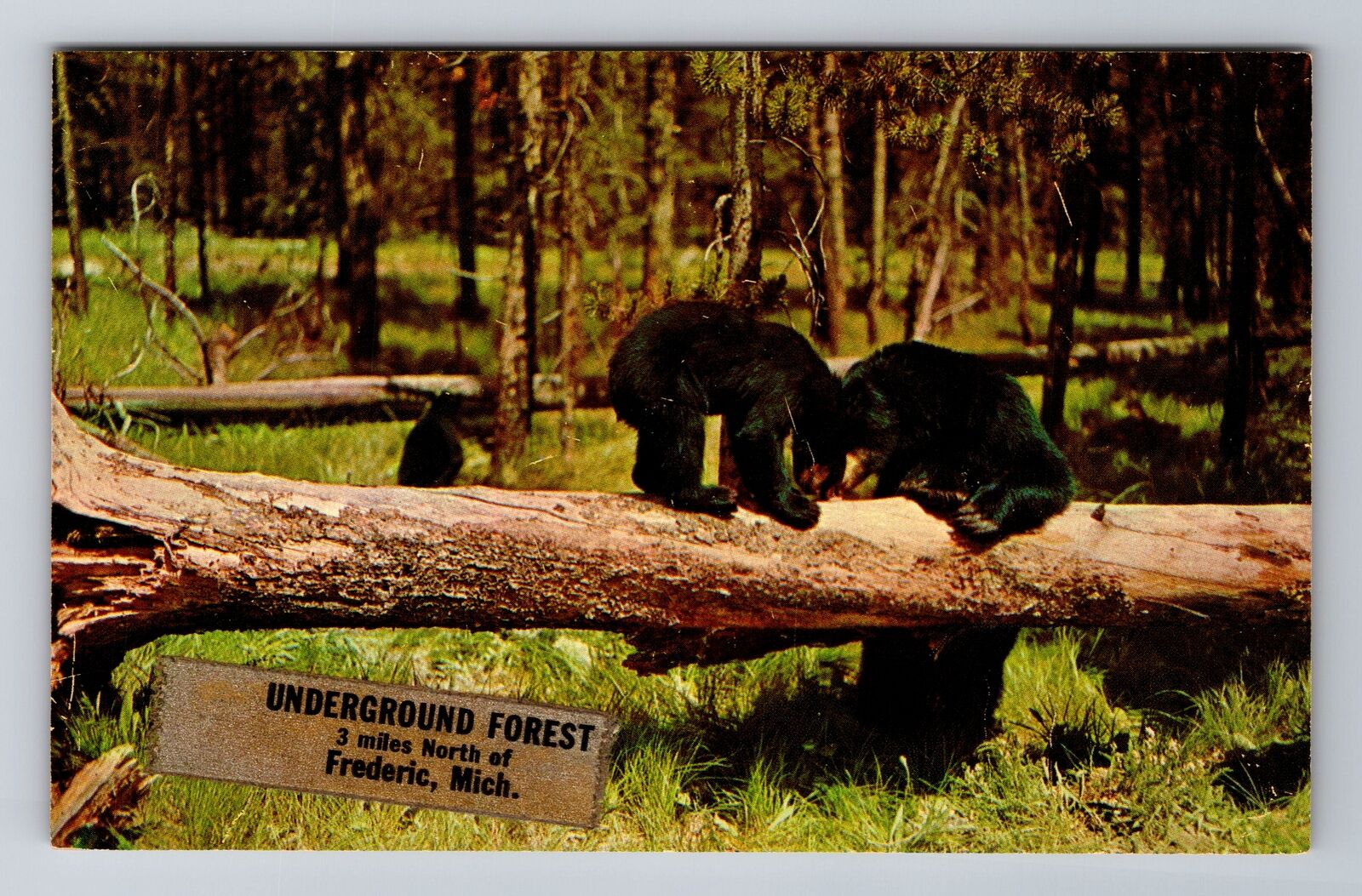 Frederic MI-Michigan, Underground Forest, Antique, Vintage Souvenir Postcard