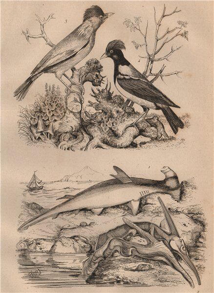 Marteau (Hammerhead shark). Isognomon. Martin birds 1834 old antique print