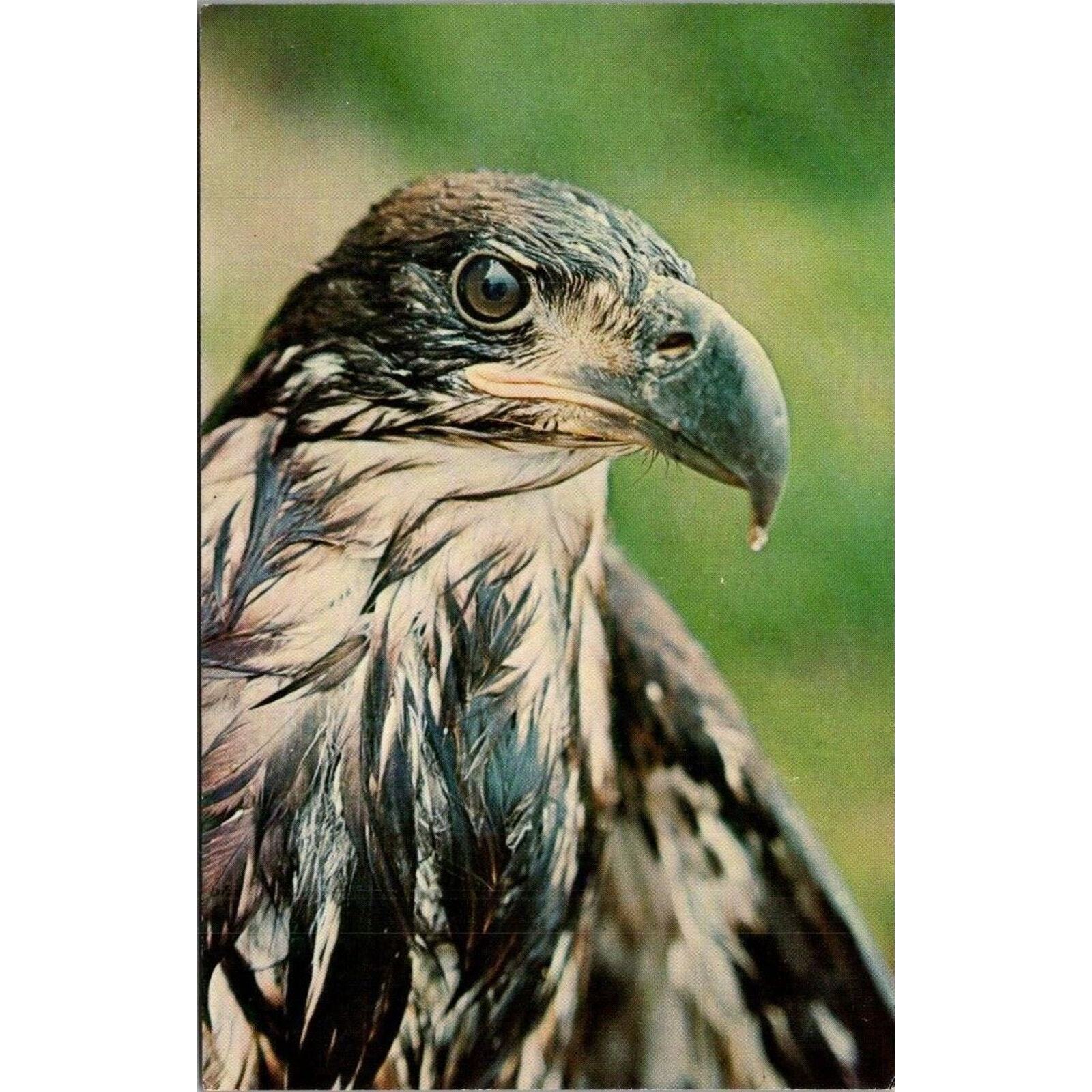 Bald Eagle Vintage Bird Postcard 3.5\