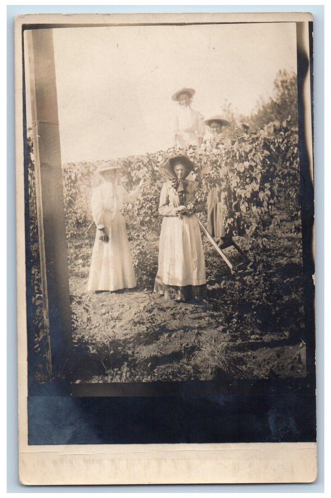 Women's Grape Farming Postcard RPPC Photo Gardening c1910's Unposted Antique