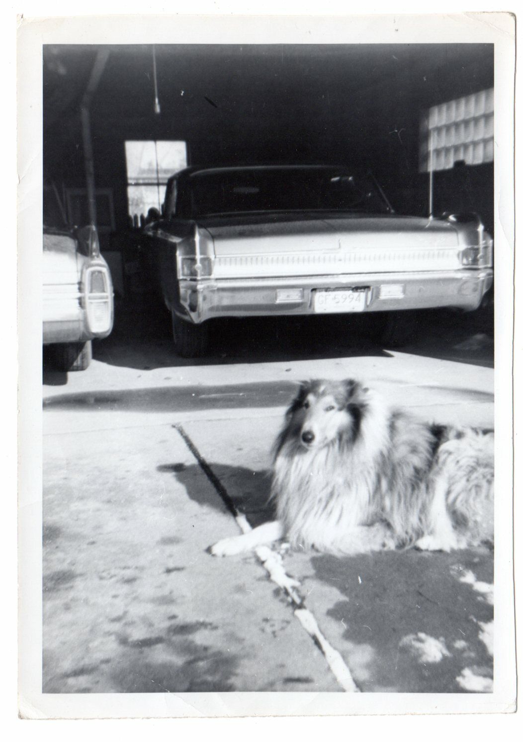 vintage enlarged snapshot image handsome collie dog,cars,garage,snow,driveway