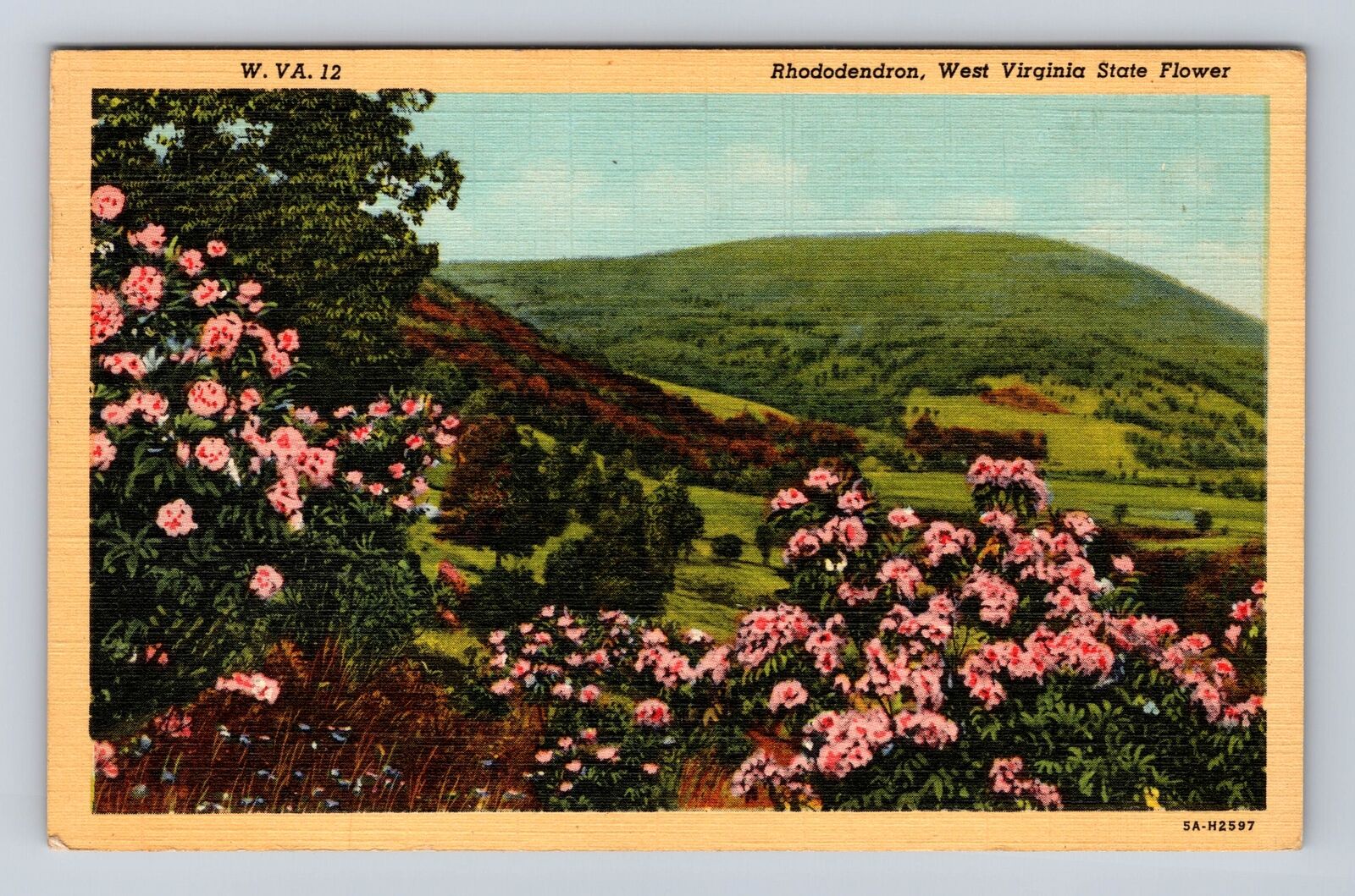 WV- West Virginia, Rhododendron, State Flower, Antique, Vintage Postcard