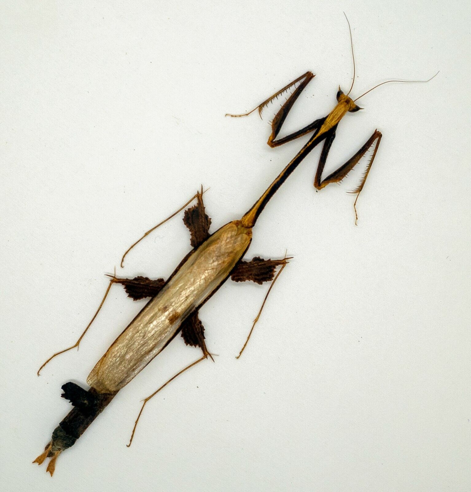 Mantidae -Mantis - Toxodera sp (Rare) -  Cameron Highlands, Malaysia (TXD- 103)