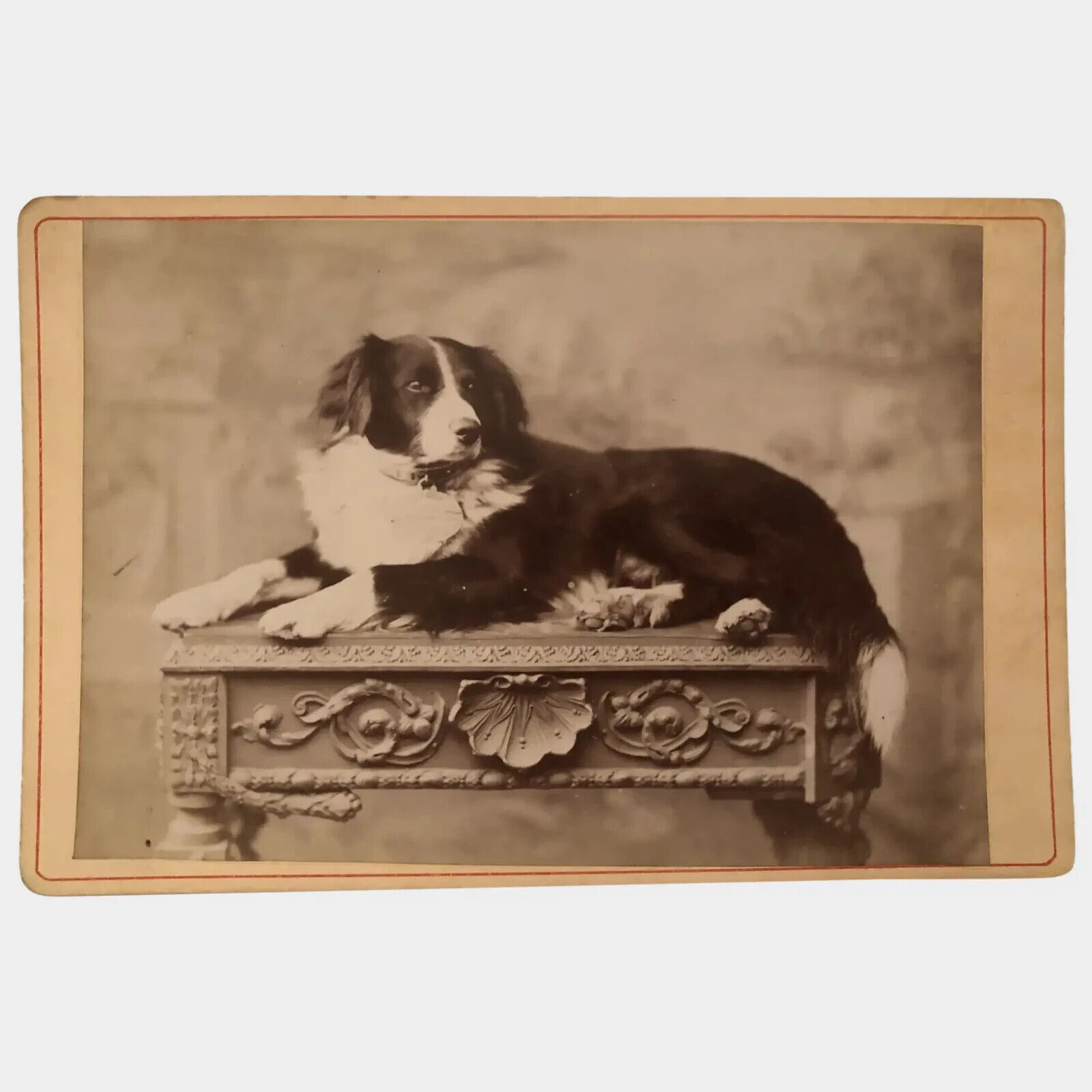 Rare Antique Cabinet Photo ~ Collie named \