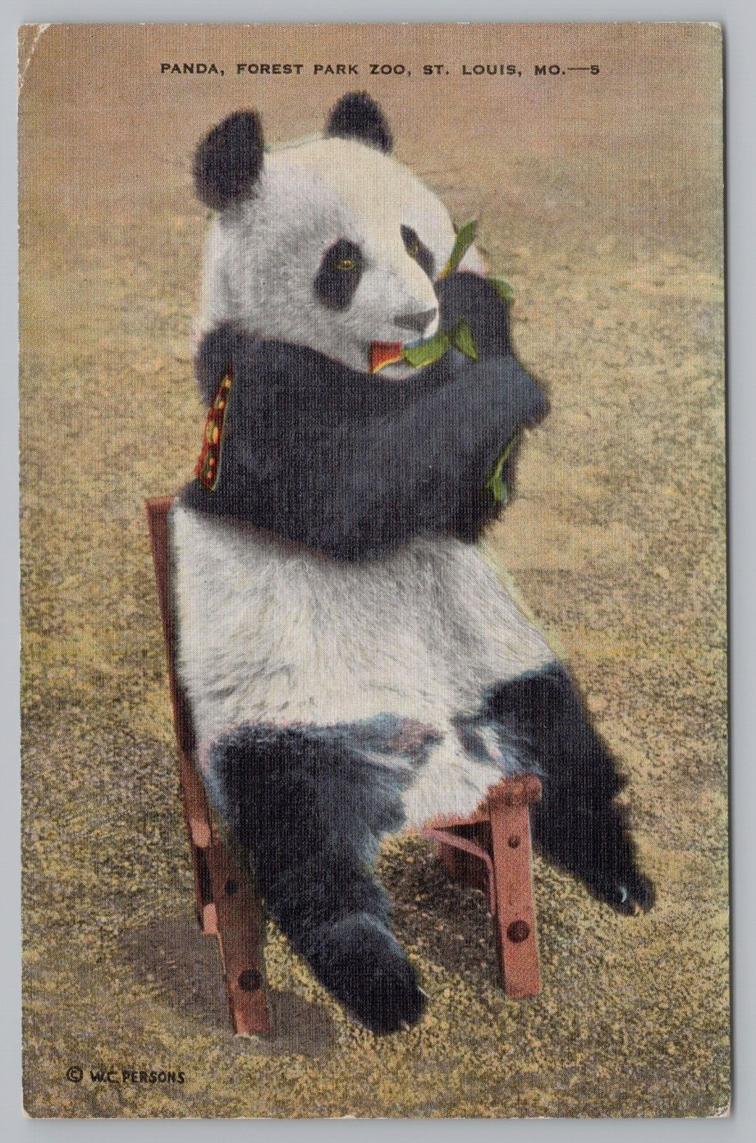 Postcard Panda in the St Louis Missouri Forest Park Zoo Posted 1942 Linen
