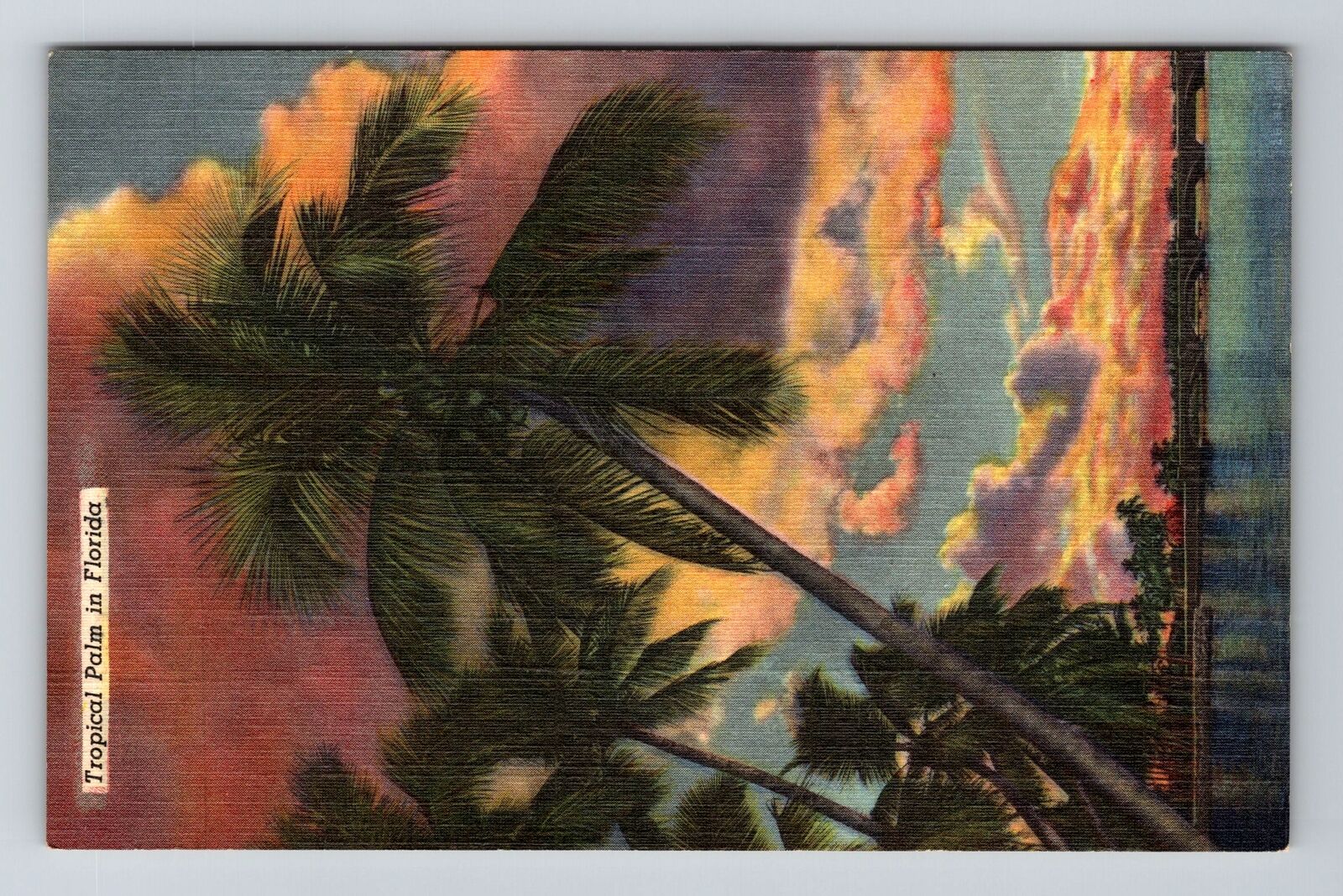 Fl-Florida, Tropical Palm, Vintage Postcard