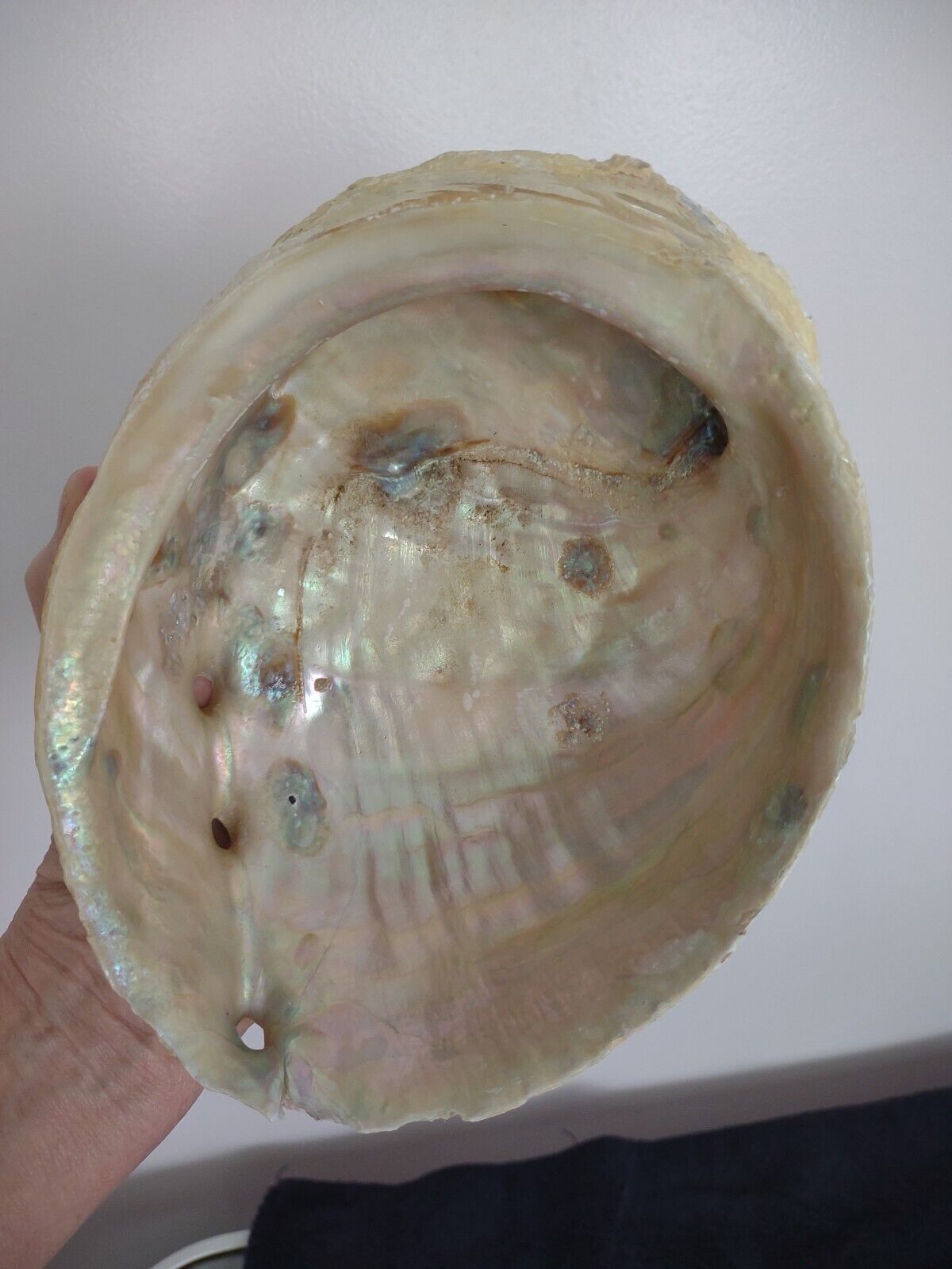 VINTAGE 1958 Abalone Shell From the Pacific