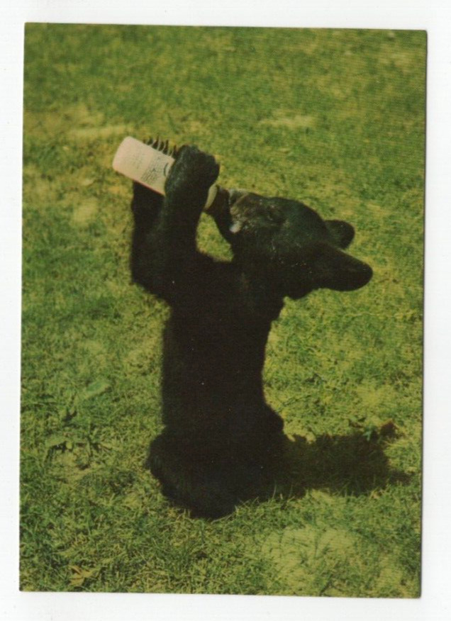 Lunch Time for Smokette Little Black Bear Baby Bottle Jack Reynolds 4X6 Postcard