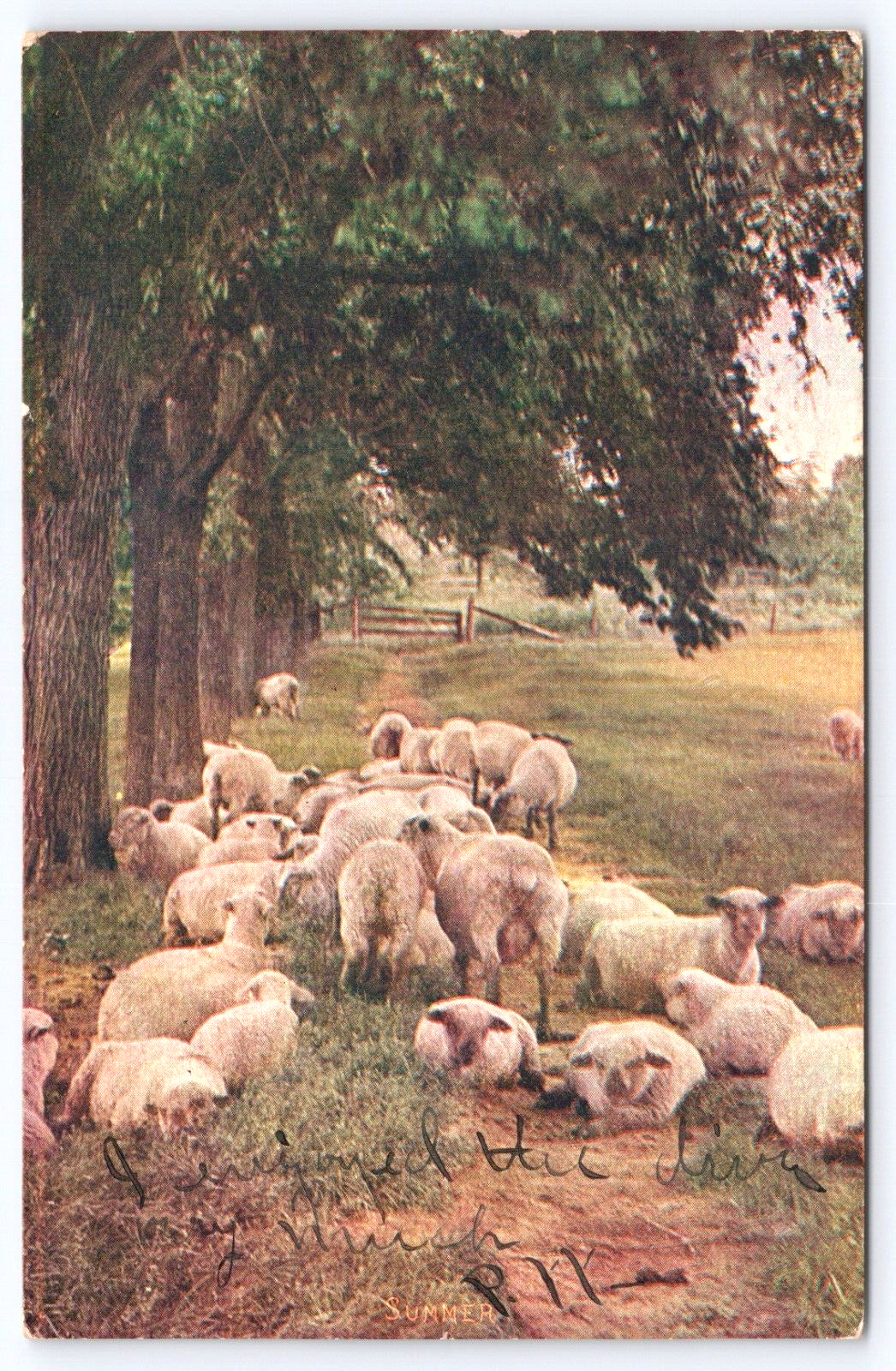 Postcard Scenic Country View Of Sheep Resting In Shade Posted 1907