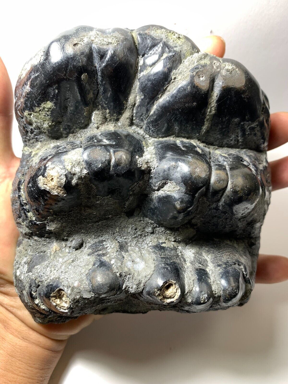 Large Beautiful Stegolophodon sp. Fossil Tooth Rare Amazing Genuine