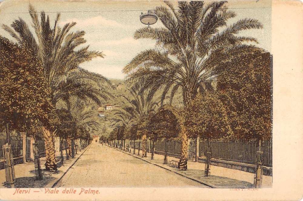 Nervi Italy Palm Tree Street Scene Antique Postcard K31671
