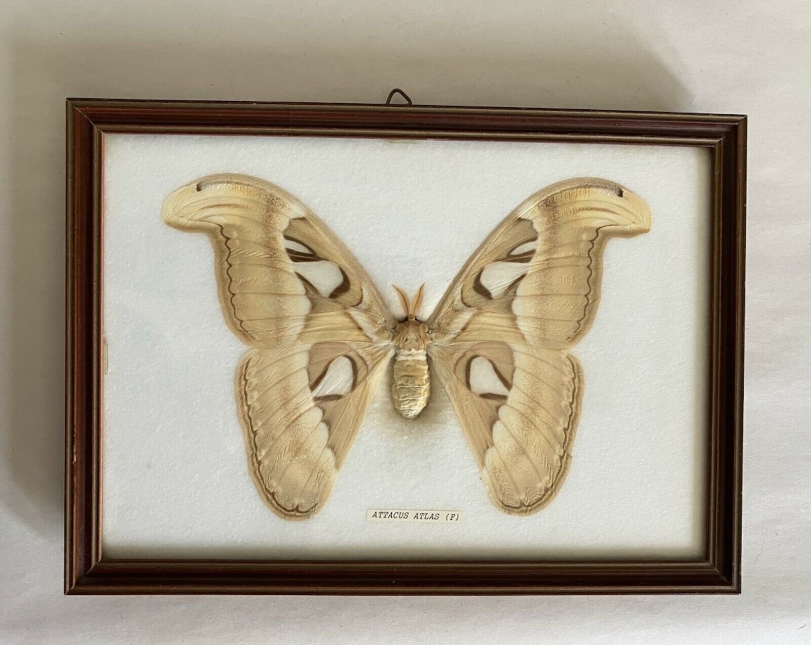 Vintage Framed Attacus Atlas Moth - Female / Free US Shipping