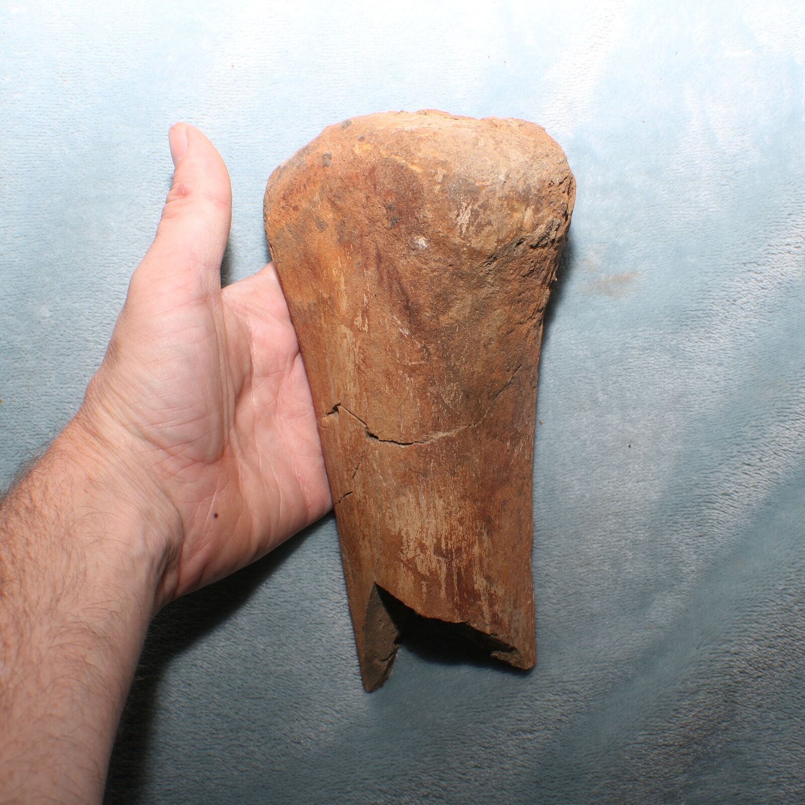 Dinosaur End Bone - Authentic Fossil from the Hell Creek Formation Cretaceous