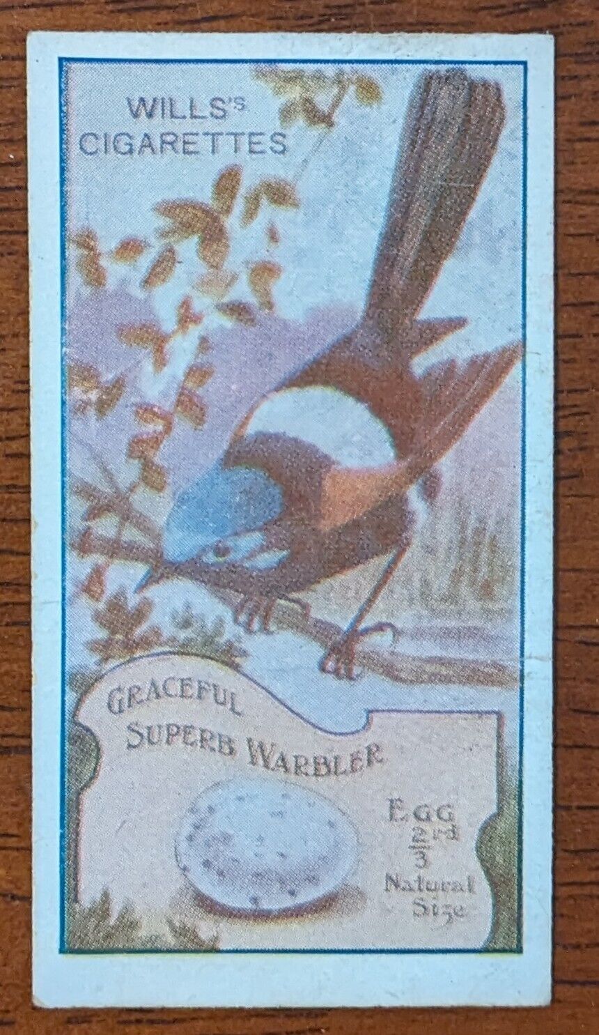 1912 Wills Specialties Birds of Australasia Cigarette Card - Superb Warbler 
