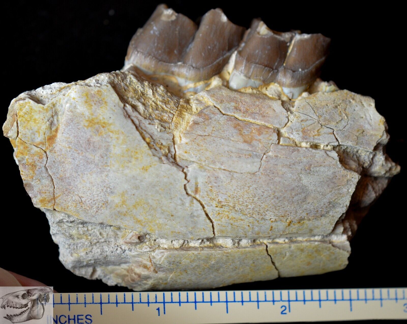 Juvenile Hyracodon Jaw, Fossil, Early Rhinoceros, SD Badlands, Oligocene R1066