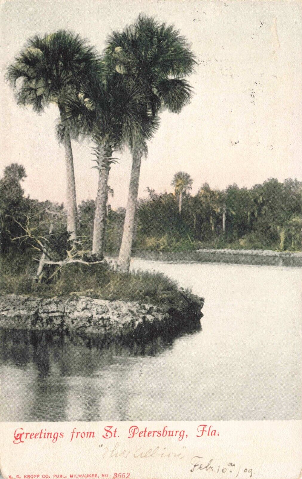 Postcard FL St. Petersburg 1909 Palm Trees Greetings by E.C. Kropp Co.