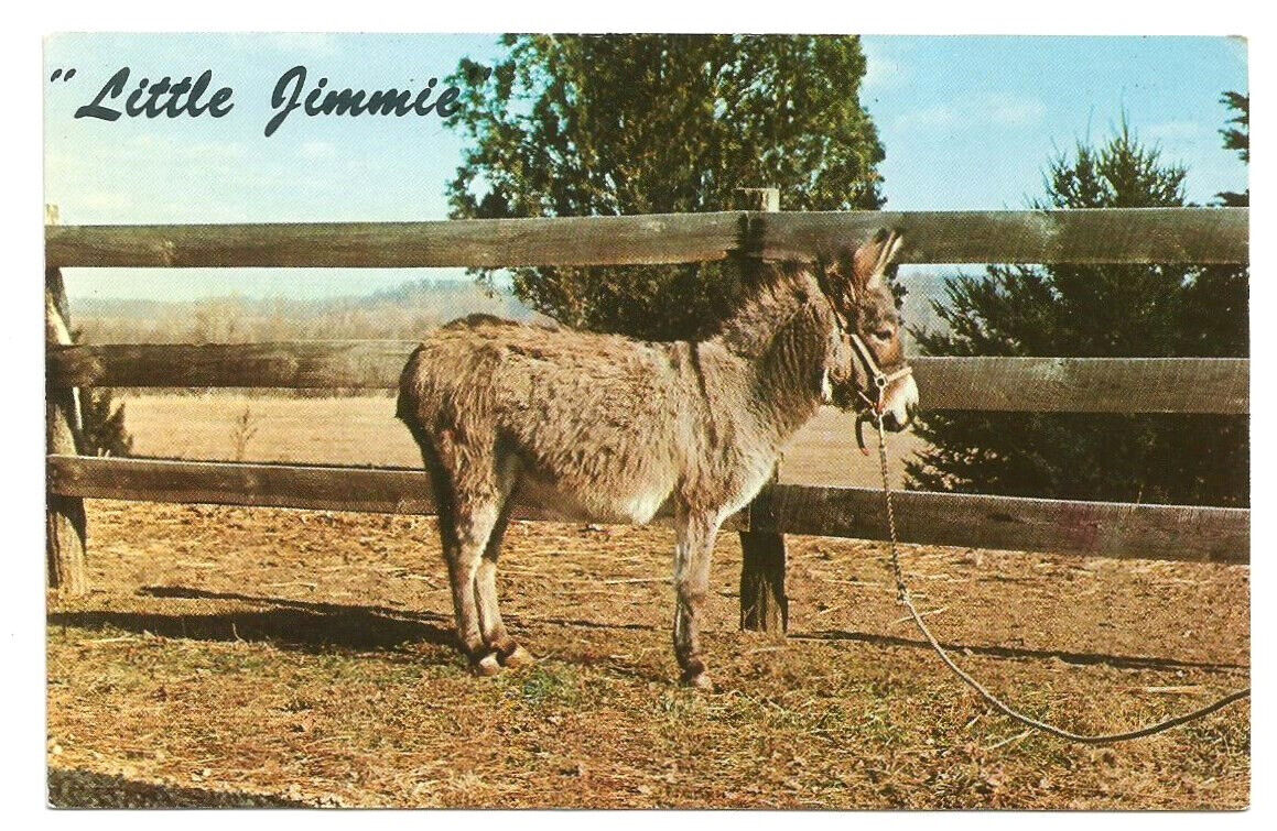 Portsmouth OH Postcard Ohio Mule Little Jimmie