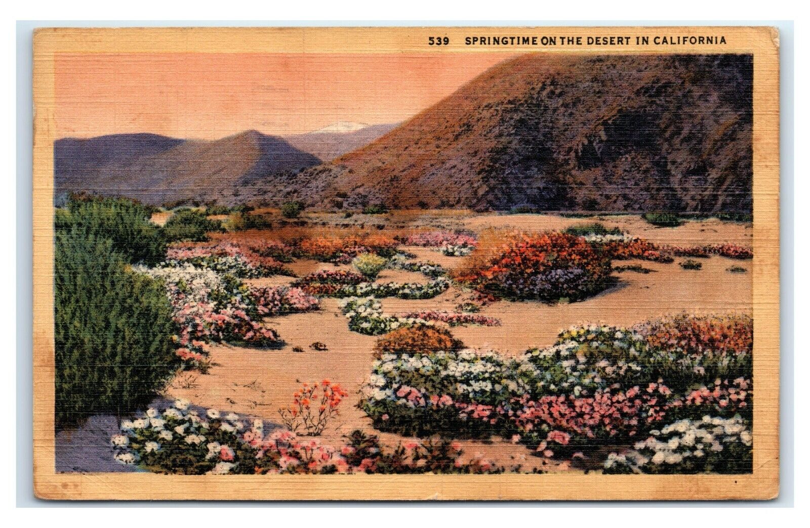 Postcard Springtime on the Desert in California 1946 E25