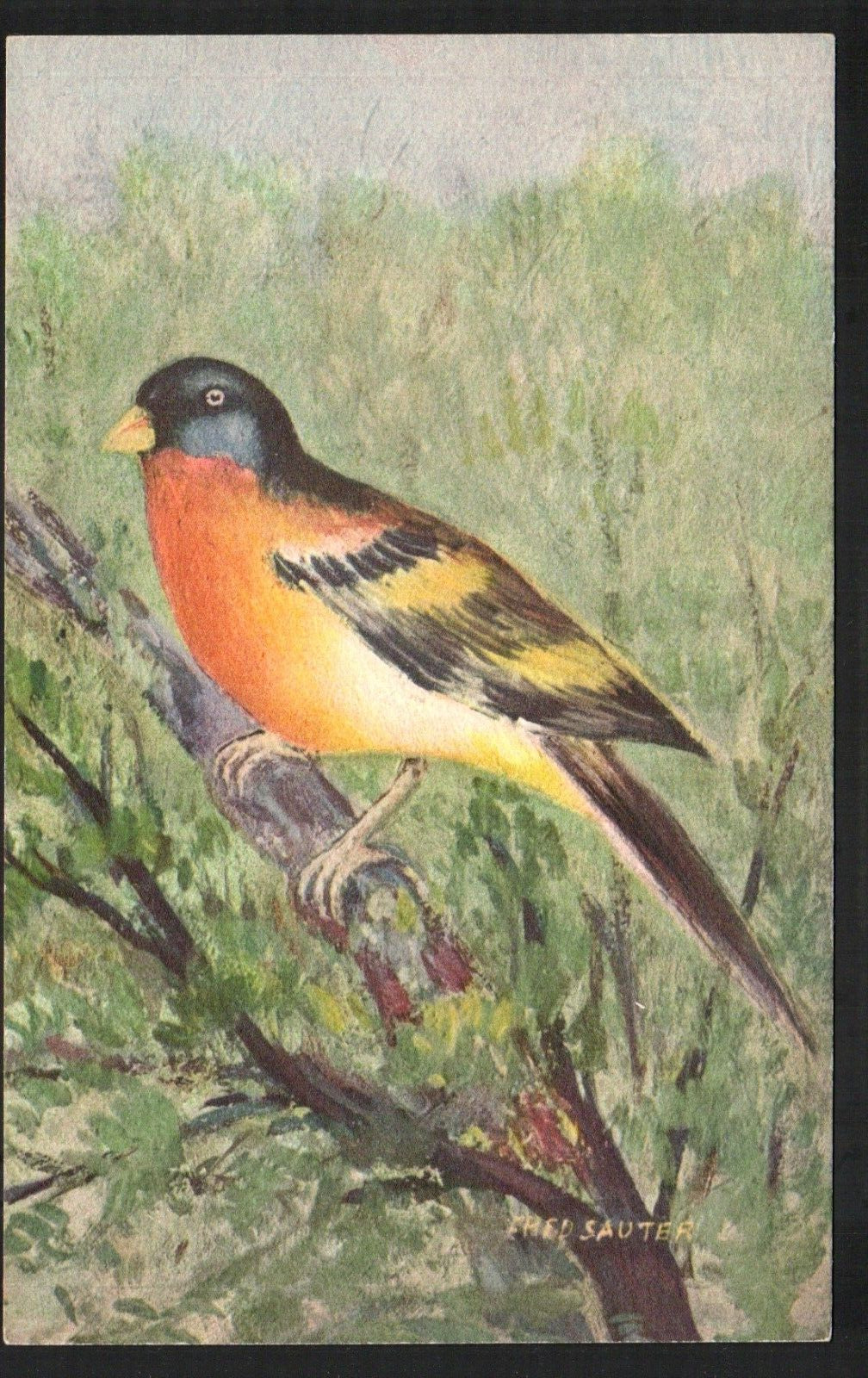 Old Postcard Bird signed by Artist Fred Sauter Orange Breast Yellow /black wings