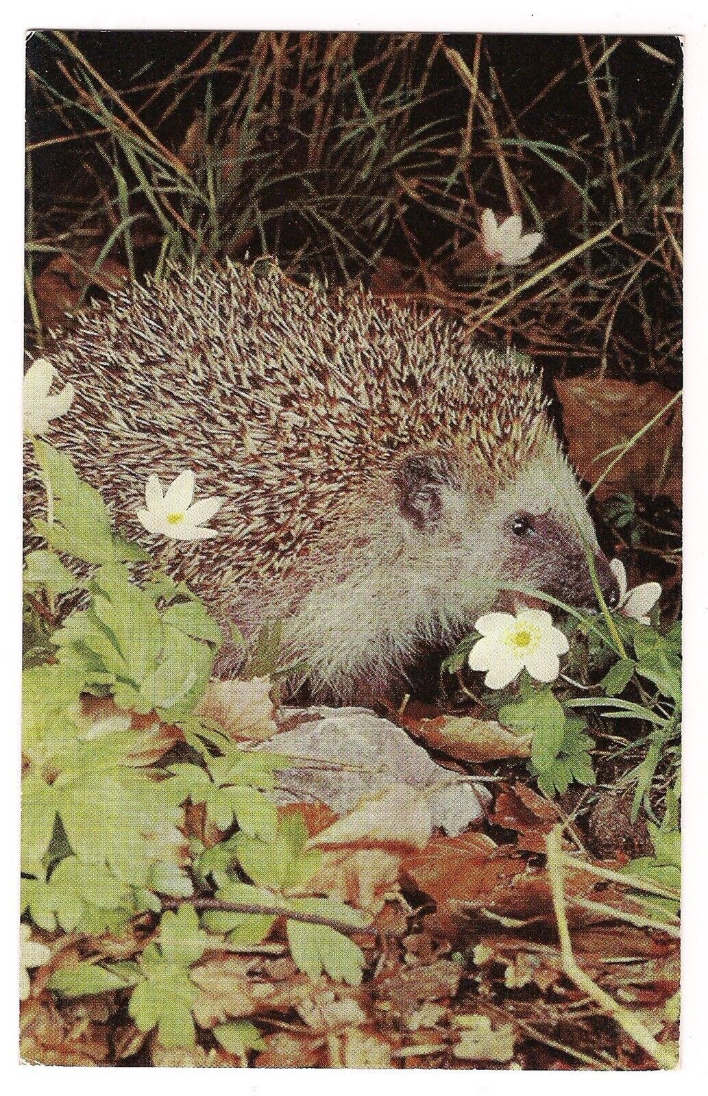 HEDGEHOG On Ground With White Flowers in Forest Postcard