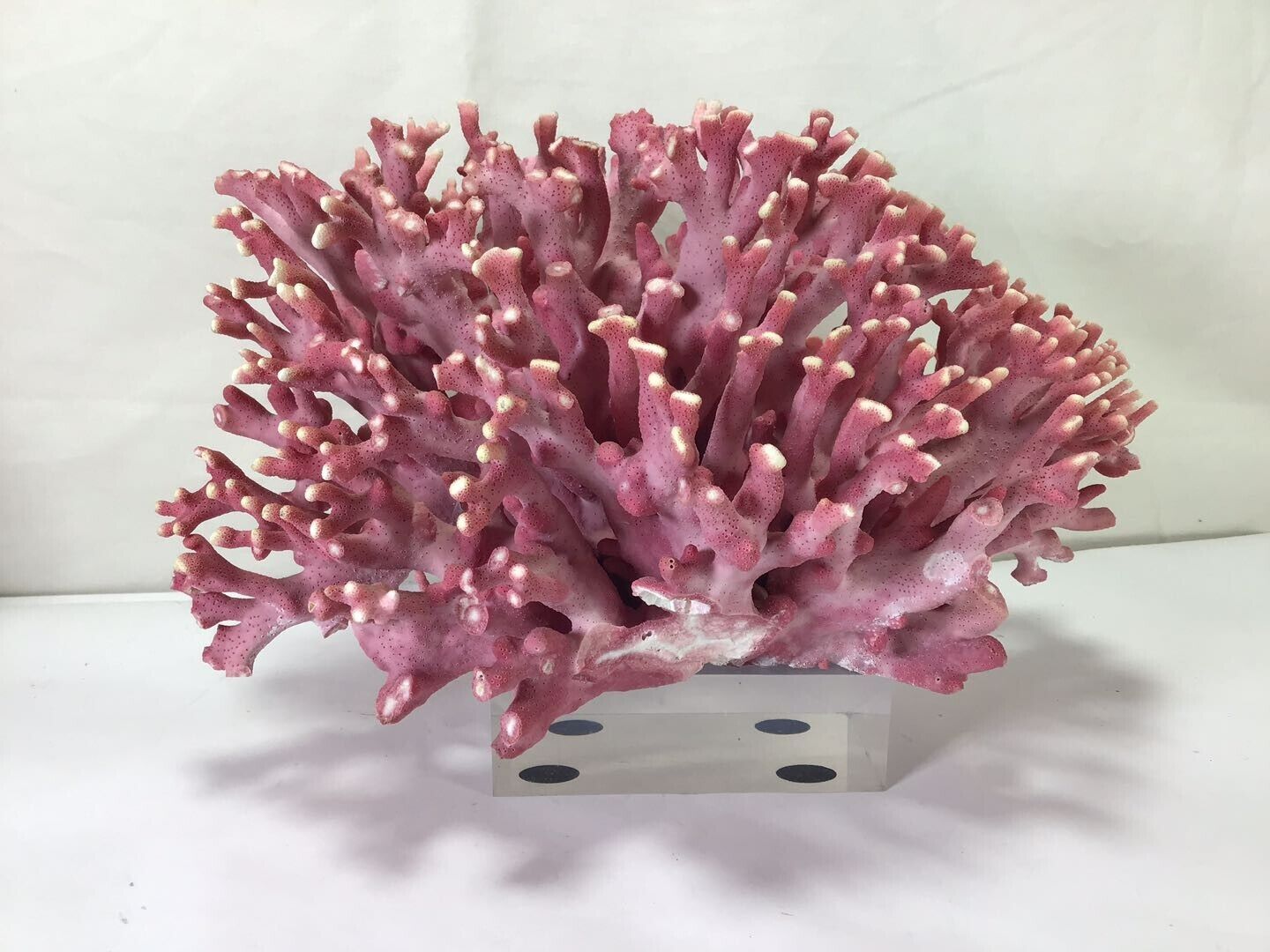 NN10 Vintage Large A All Natural Very Super Rare Pink Coral Intact and Beautiful
