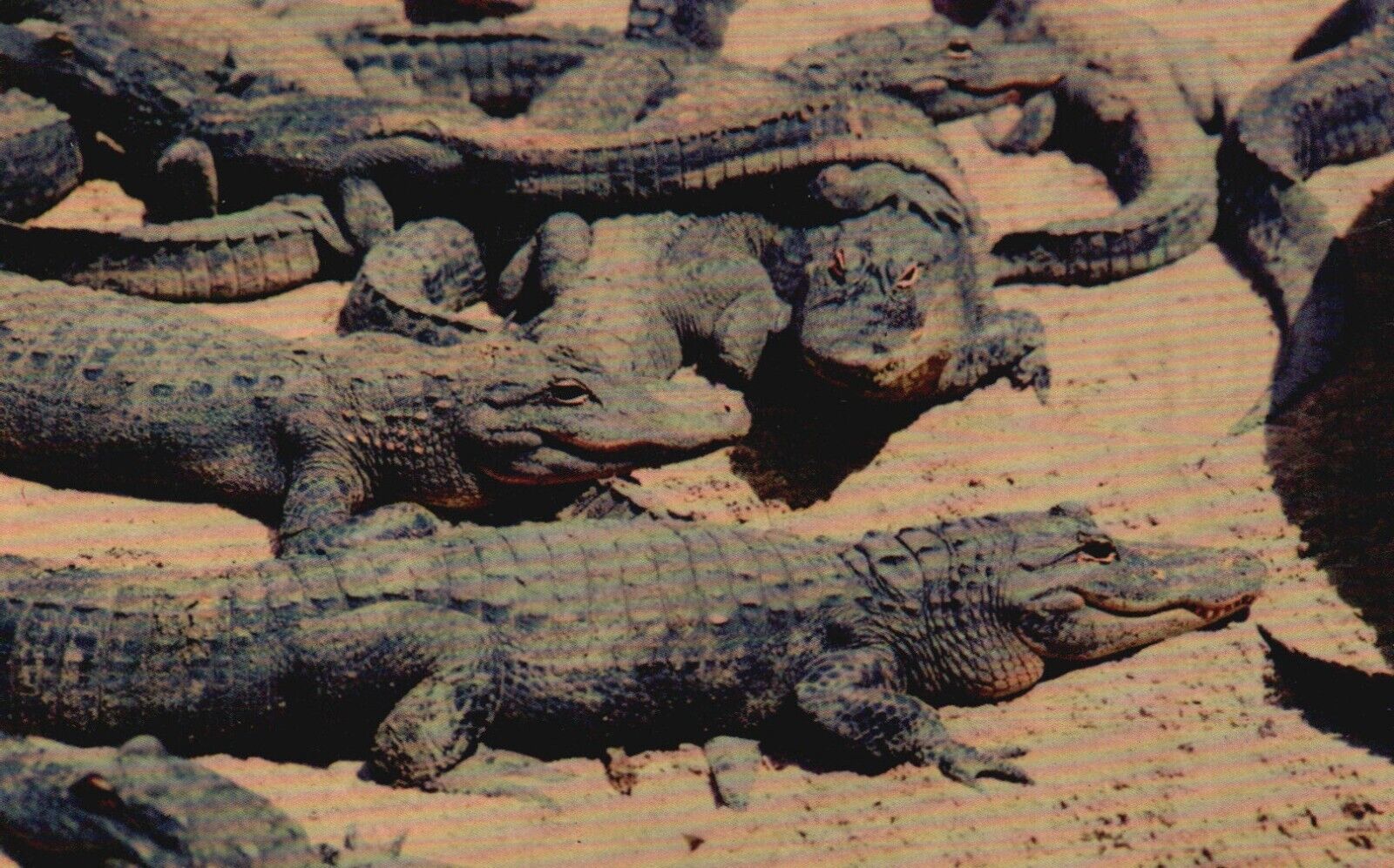 Postcard FL Florida Alligators enjoying Sunshine Chrome Vintage PC G9557