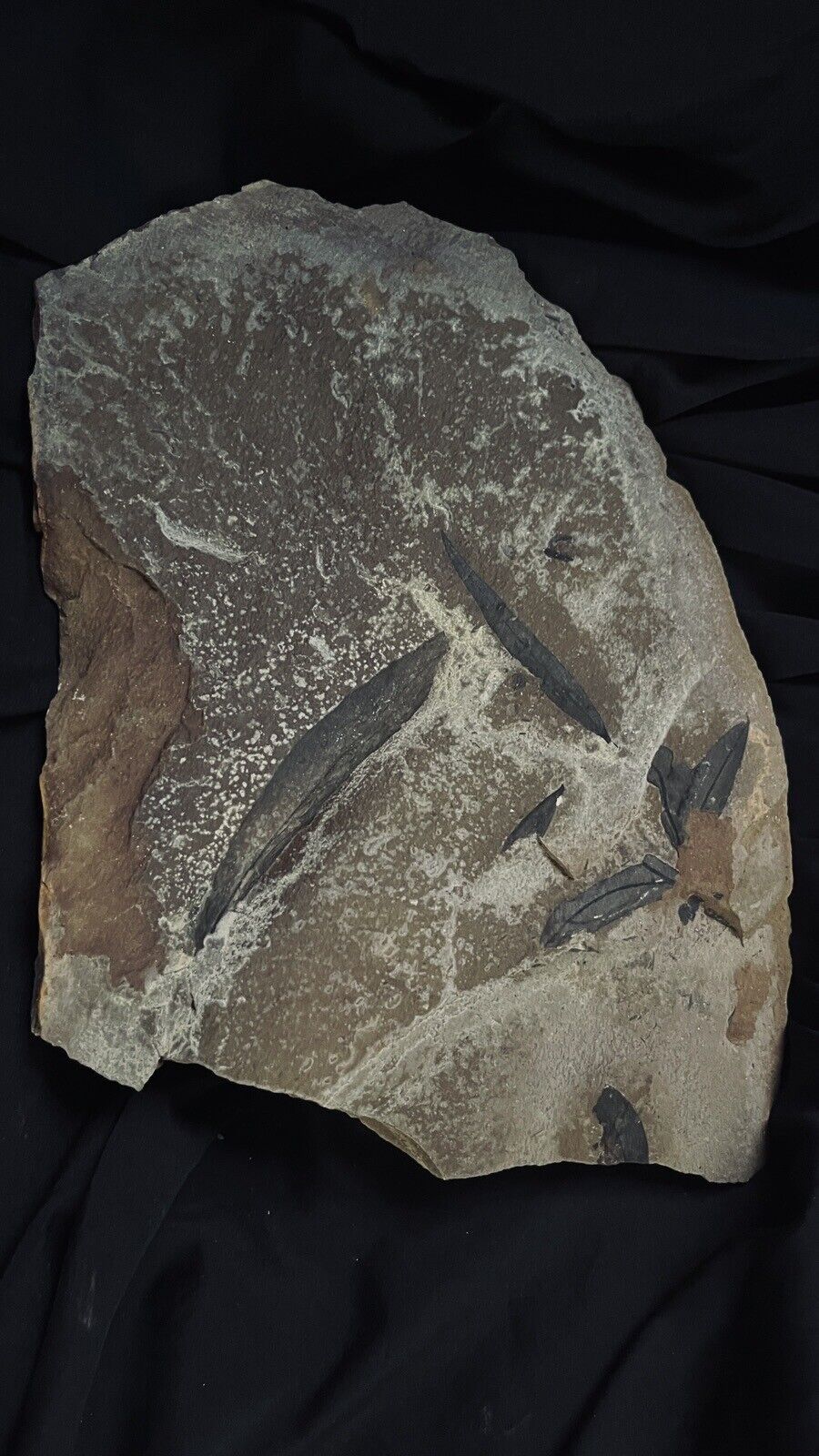 Fossil Leaves, Rare Cretaceous Kansas, 80 Million YO, $5