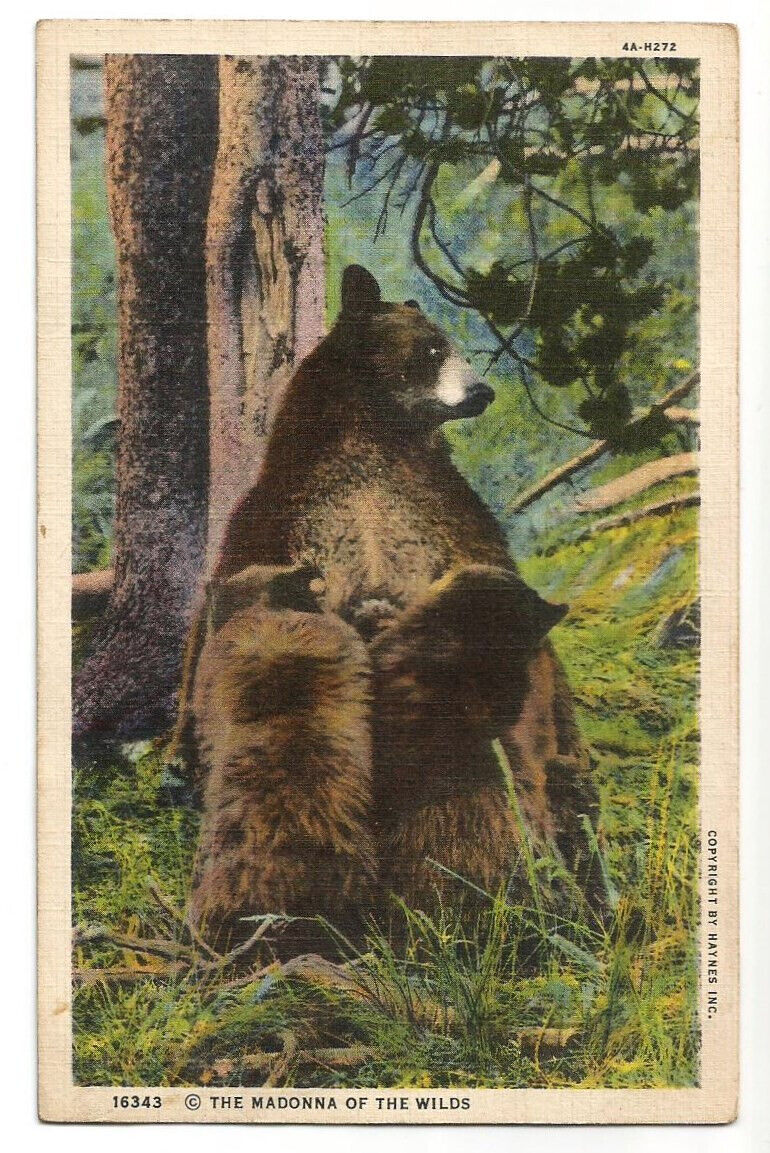 Bears Postcard Mama Bear & Cubs