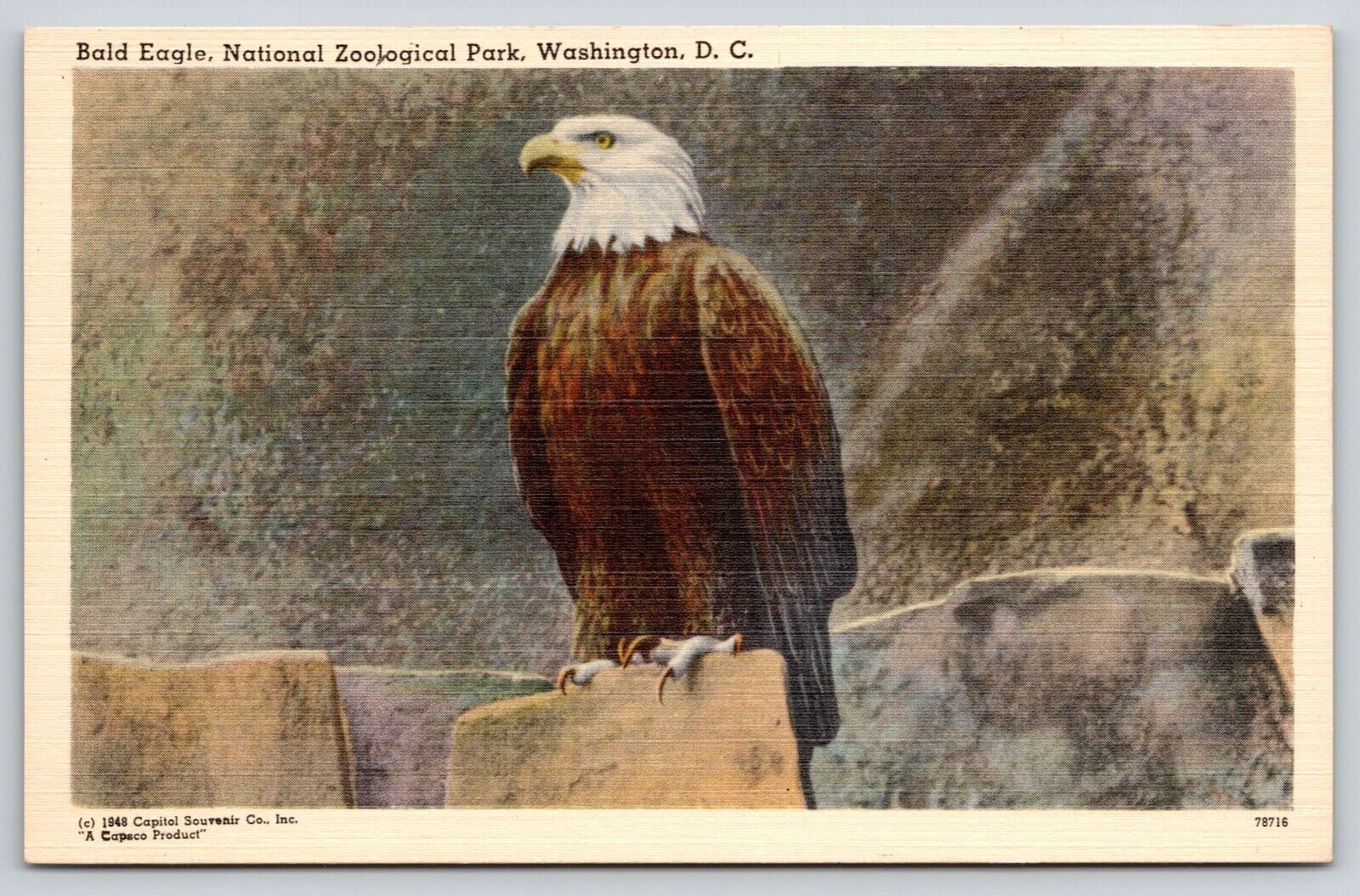 Bald Eagle National Zoological Park Washington DC Postcard Linen UNP