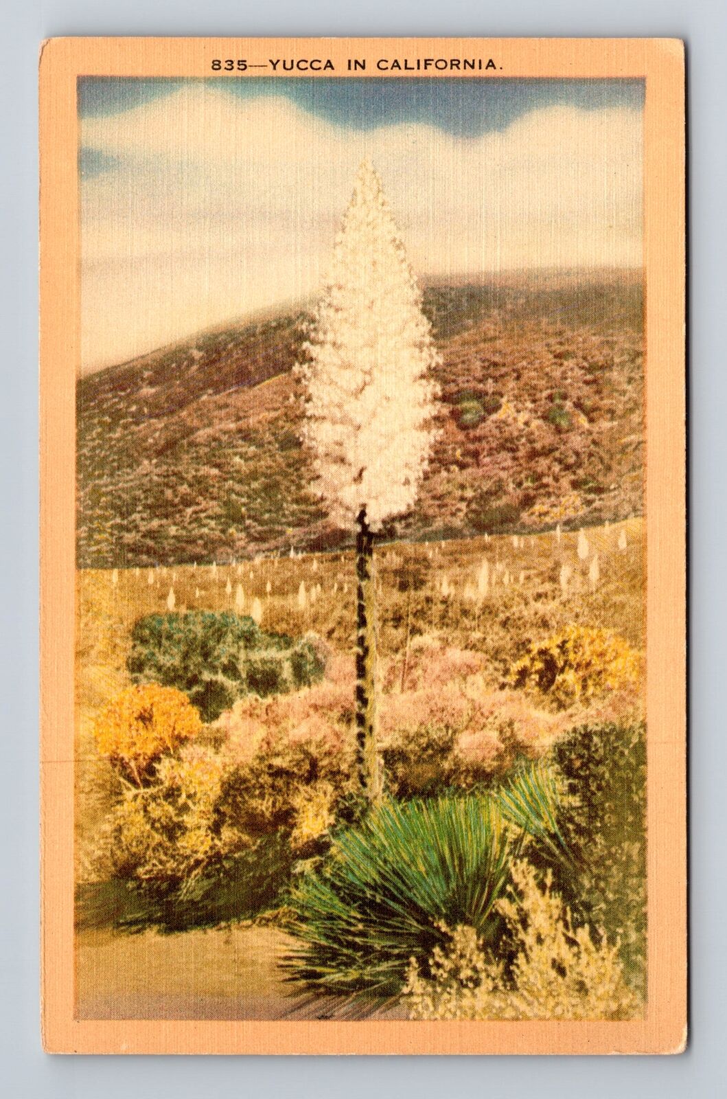 CA-California, Yucca, Antique, Vintage Postcard