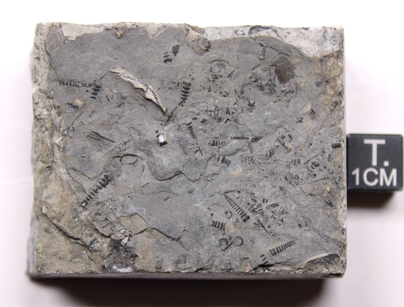 Tentaculites Iowa Devonian Fossils Little Cedar Formation