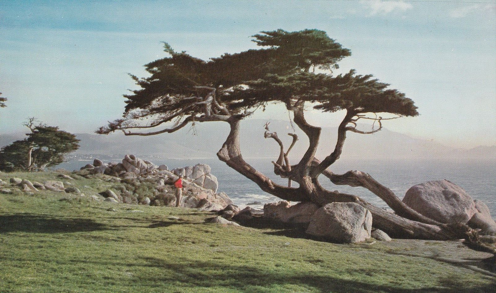 California - Cypress and Sea, Seventeen Mile Drive, California.
