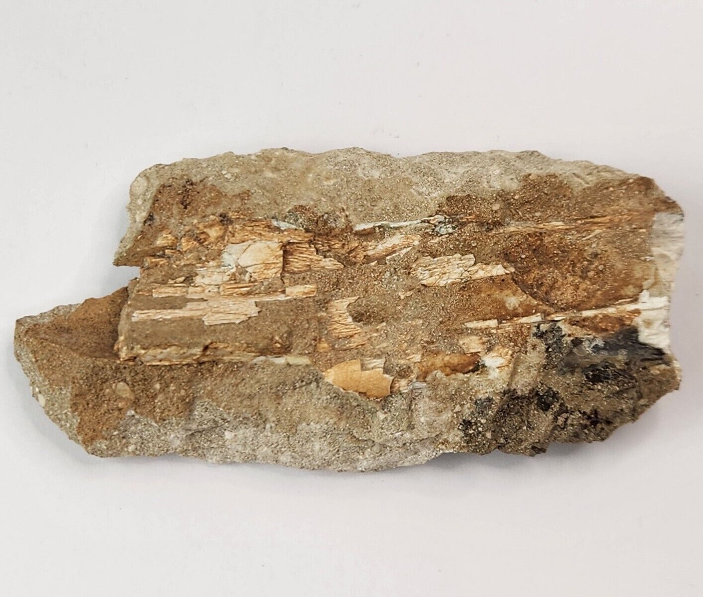 Odontopteryx Toothed Bird Bone Fossil - Ouled Abdoun Basin - Oued Zem, Morocco 