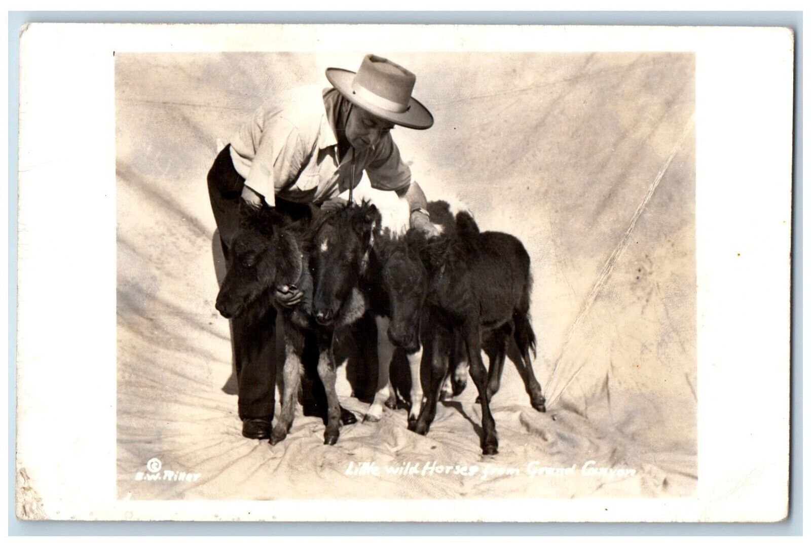 Arizona AZ Postcard RPPC Photo Little Wild Horses From Grand Canyon c1940\'s