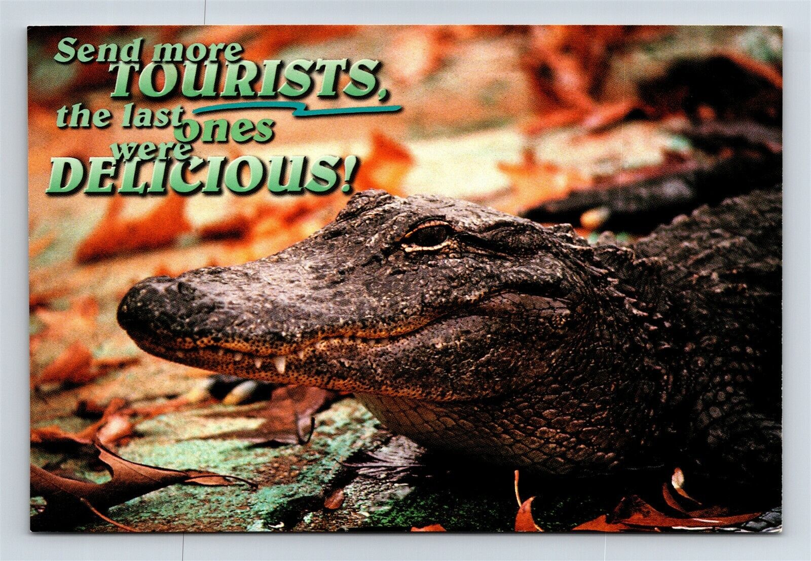 Postcard LA Louisiana Alligator Send More Tourists Last Ones Were Delicious AJ2