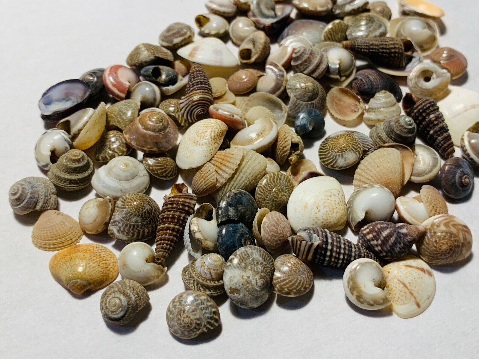 500+ Tiny Mixed Seashells, Assorted Craft Shells Mix US Seller 