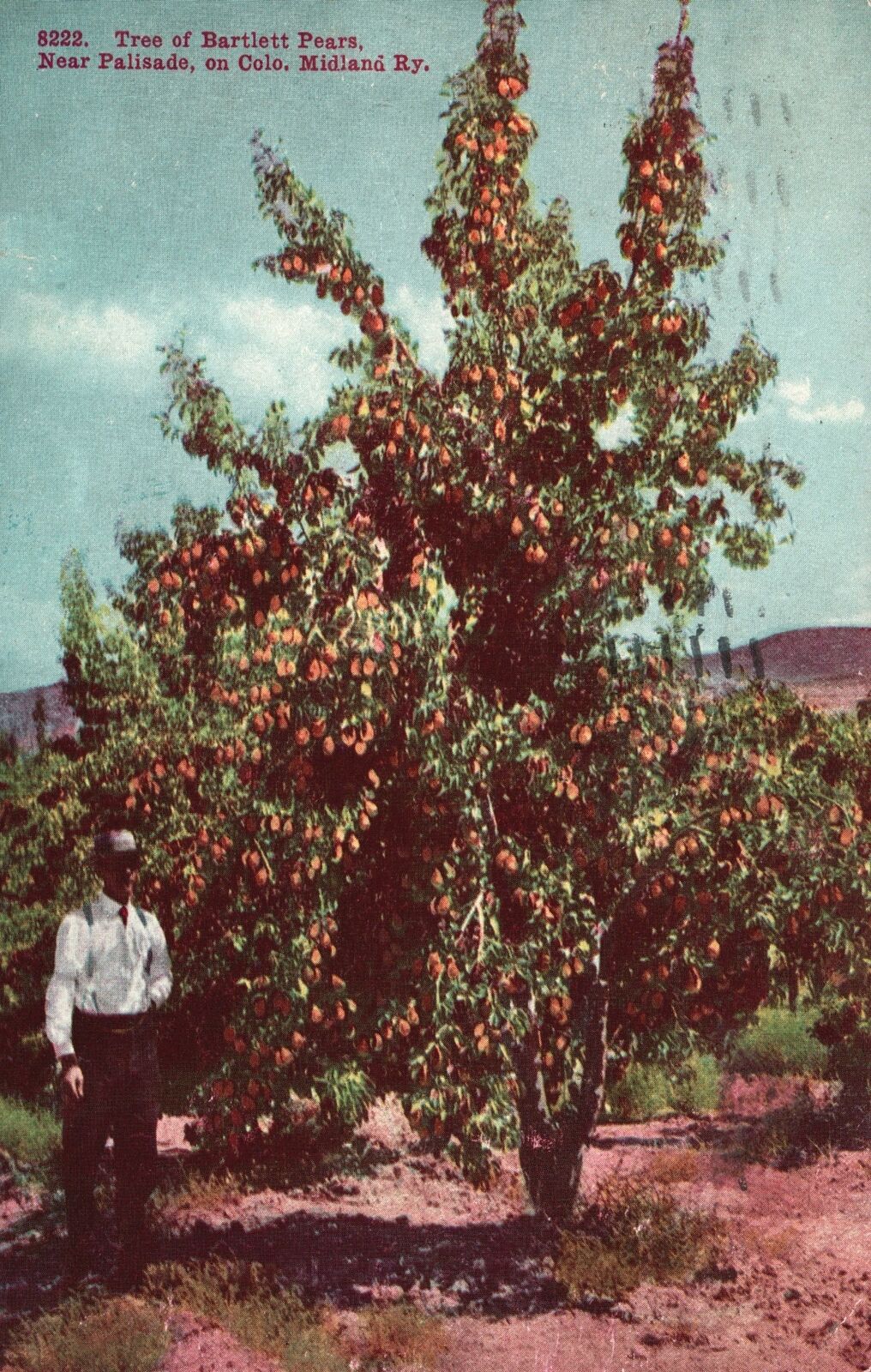 Vintage Postcard 1909 Tree Of Bartlett Pears Near Palisades Minland Ry. Colorado
