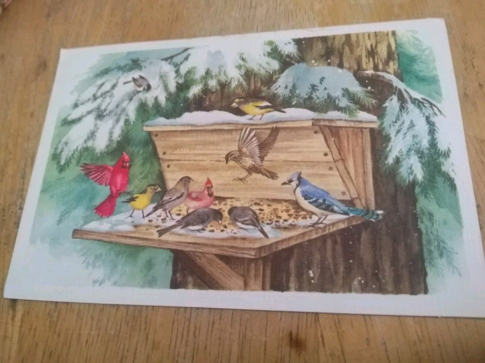 Postcard Blue Jay Bird Winter Feeding 