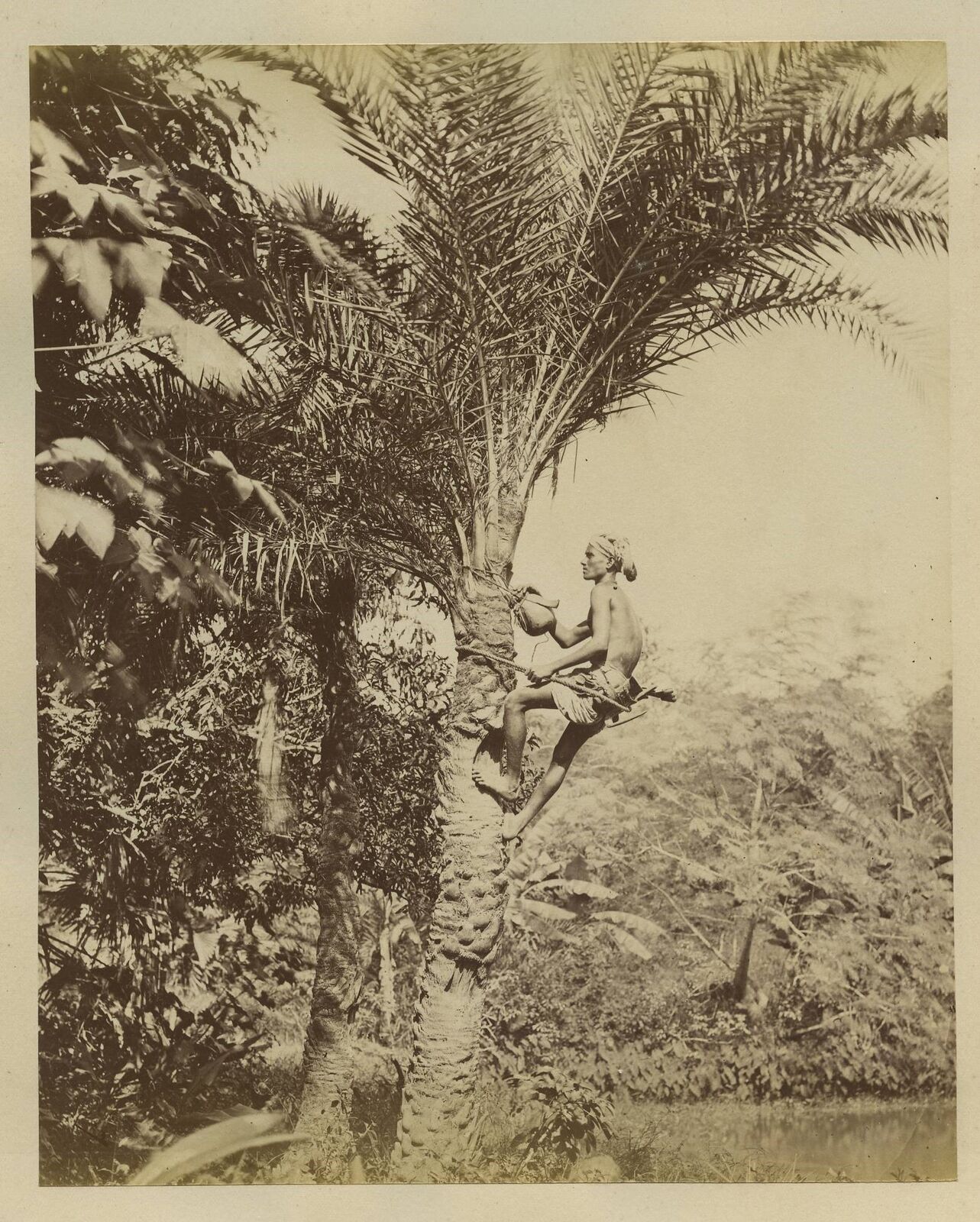 Man From Lower Bengal Drawing Sap From Palm Tree India c1880s Photo