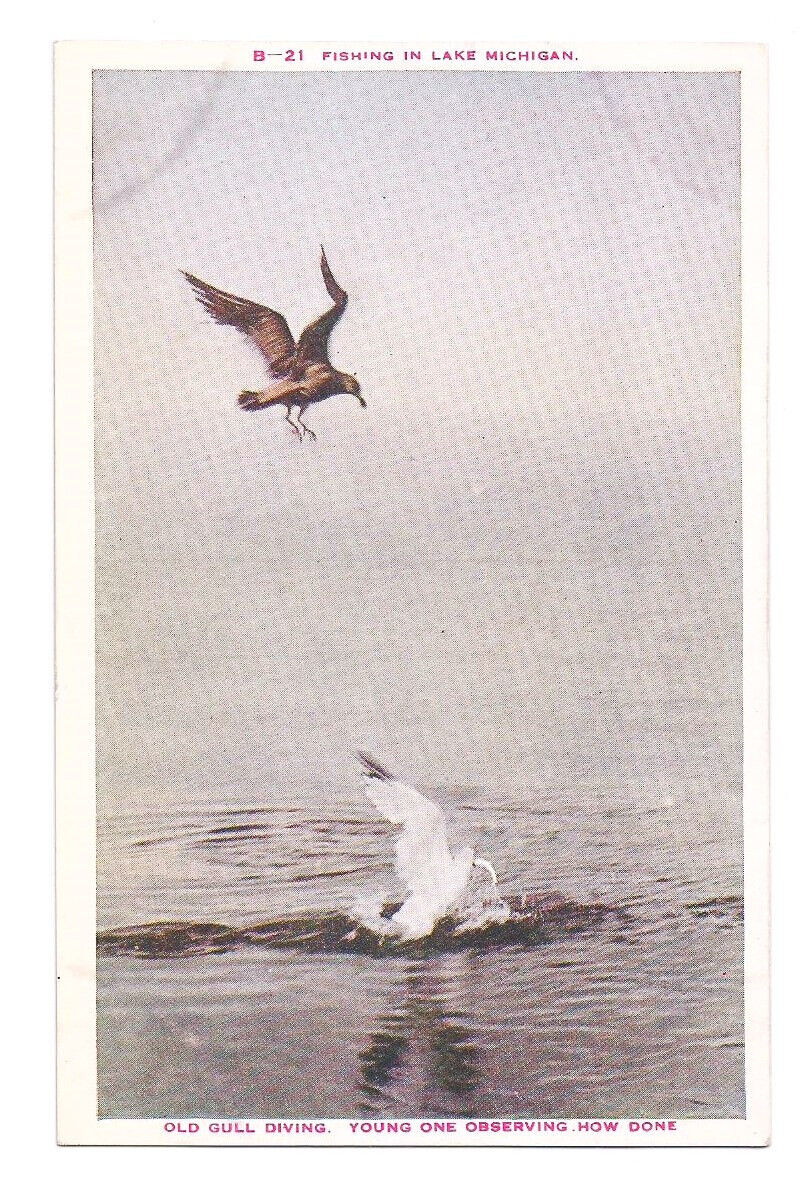 Lake Michigan MI Postcard Sea Gulls c1920s