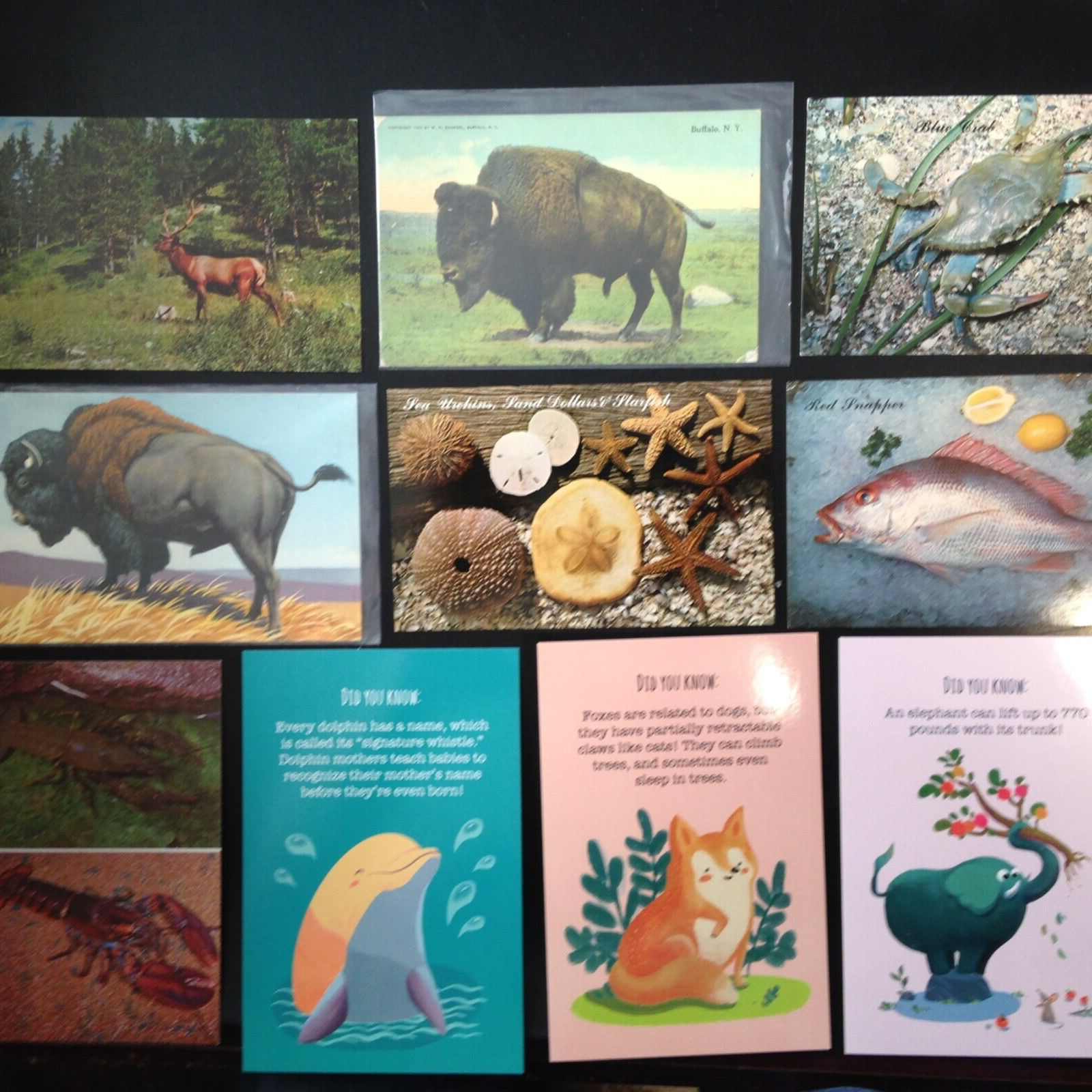 20 only Postcard lot, Animals. Nice