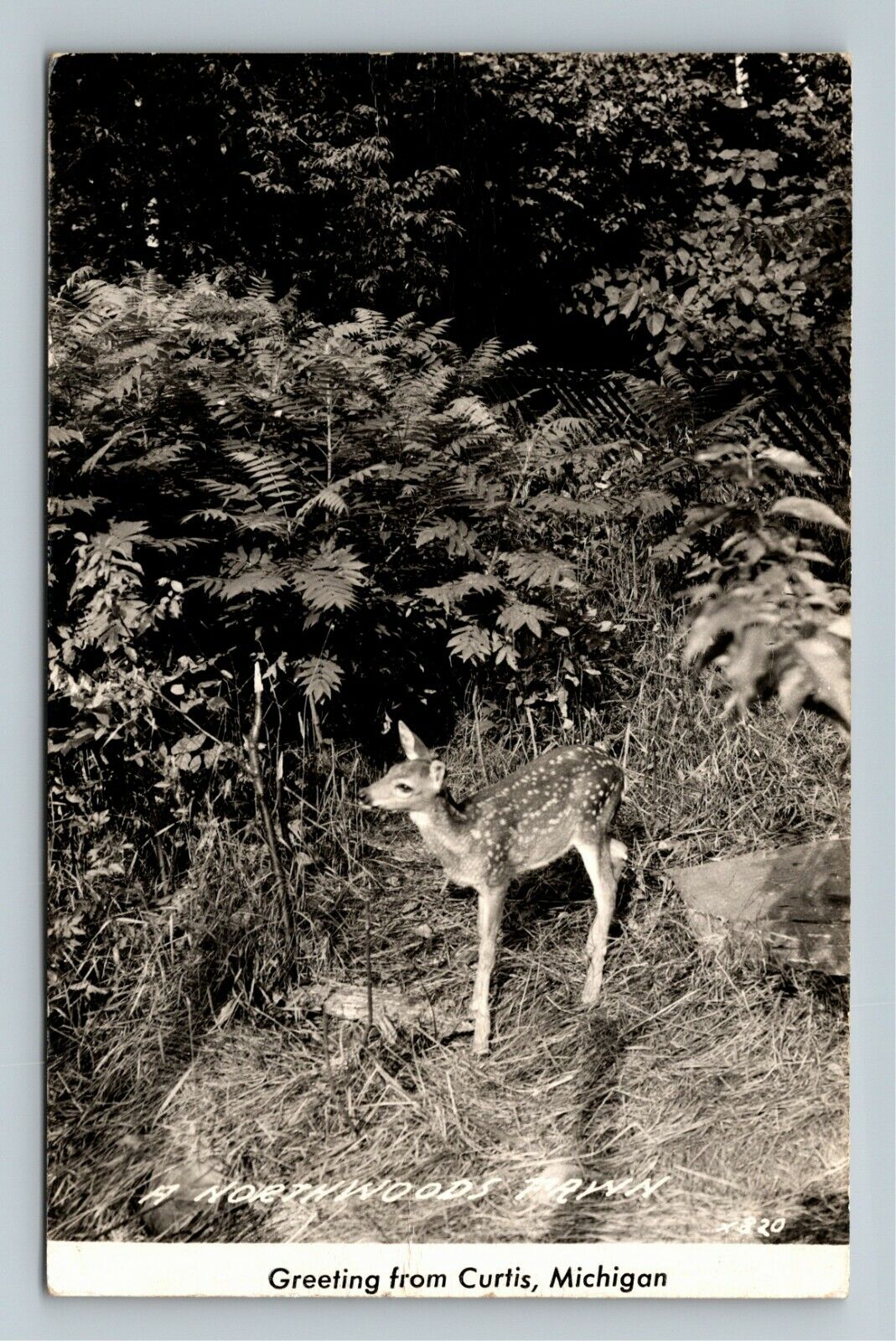 RPPC Curtis MI-Michigan, Northwoods Fawn, Greetings Real Photo c1947 Postcard